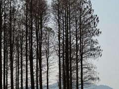 -四明山国家森林公园