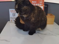 -喵园·猫主题咖啡厅·撸猫·猫咖(国贸店)