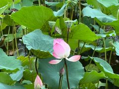 -荔湾湖公园