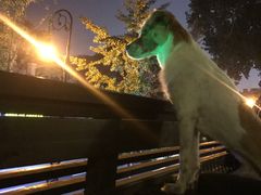 -LAMP BAR 水烟音乐酒吧