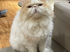 -MOCHA明星猫咖(田子坊店)