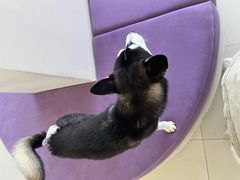 -怪兽屋·羊驼·猫咖·狗咖(俊华广场店)