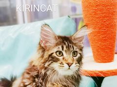 -十年猫舍·猫咪专门店(普陀店)