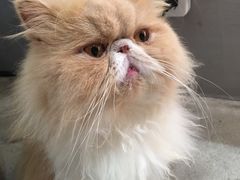 -more than meow吴止猫主题餐厅(承德 中船汇店)