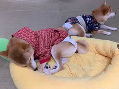 -逗柴咖啡屋·狗咖猫咖宠物桌游