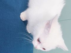 -佳怡动物医院·平价24小时·猫专科骨外科