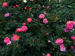 -人民公园(罗湖区)