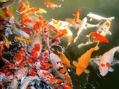 -南宫五洲植物乐园