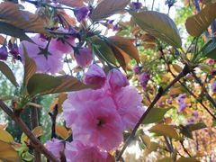 -长白岛森林公园