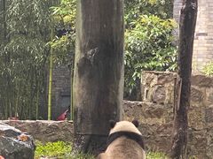 -都江堰中华大熊猫苑