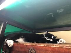 -猫咪博物馆(顶澳仔猫街店)