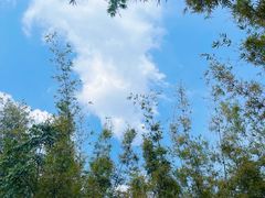 -黄埔油麻山森林公园