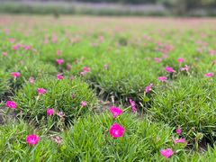 -黑龙江省森林植物园