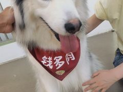 -Husky Go! 哈士奇体验馆·宠物咖啡厅狗咖