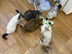 -COLOR PETS 撸猫馆·购猫·猫咖(长风大悦城店)