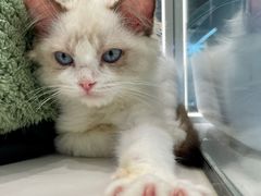 -babydoll猫舍·米努特·德文·缅因(久光中心店)