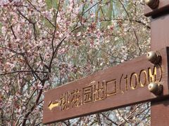 -桃花堤公园
