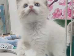 -糯米喵星人总部直营旗舰店·猫舍·幼猫出售