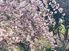 -石家庄市植物园