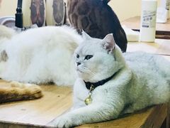 -李小姐の猫咖啡馆(五角场店)
