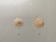 -青岛贝壳博物馆