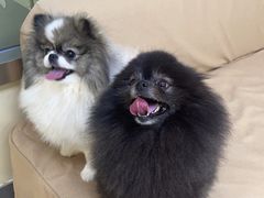-美联众合动物医院·24h转诊中心