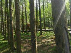 -黄海国家森林公园