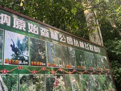 -西双版纳原始森林公园