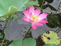 -四川大学(华西校区)