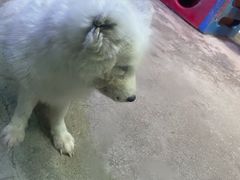 -芜湖新华联大白鲸海洋公园