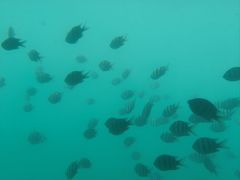 -亚龙湾海底世界