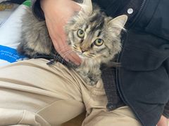 -pd派德宠物中心医院24H急重症·眼科中心·血液透析中心(嵩山北路店)