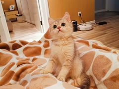 -东方名猫馆·英短金渐层布偶猫舍(环线广场1号楼店)