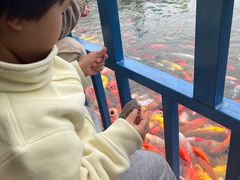 -南湖梦幻岛
