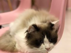 -三花喵·撸猫购宠·宠物生活馆(虹桥南丰城店)