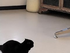 -共舞时光猫咖·狗咖(新街口店)