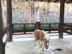 -清迈夜间动物园