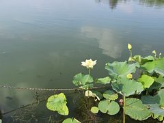 -莲花池公园