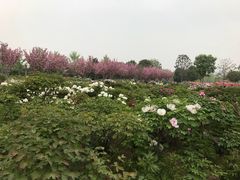 -曹州牡丹园