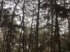 -铁山坪森林公园