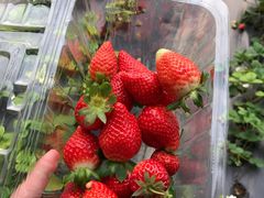 -万源龙顺度假庄园生态观光园