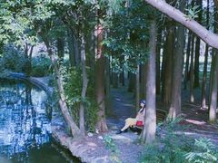 -上海共青森林公园