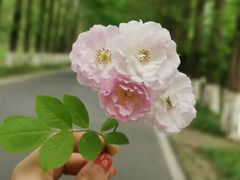 -黄海国家森林公园