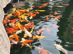 -东南花都花博园