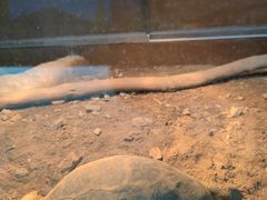 -上海大自然野生昆虫馆(东方明珠·爬宠昆虫探索中心)