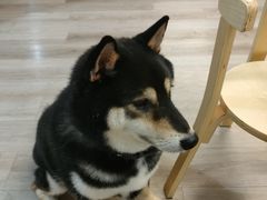 -柴迷FANS CLUB·柴犬狗咖·猫咖