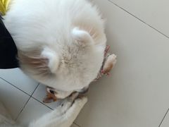 -怪兽屋·羊驼·猫咖·狗咖(俊华广场店)