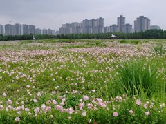 -洋湖国家湿地公园