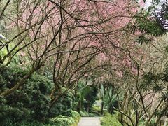 -南山植物园
