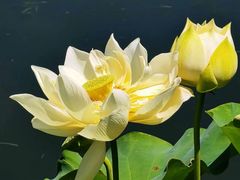 -莲花池公园